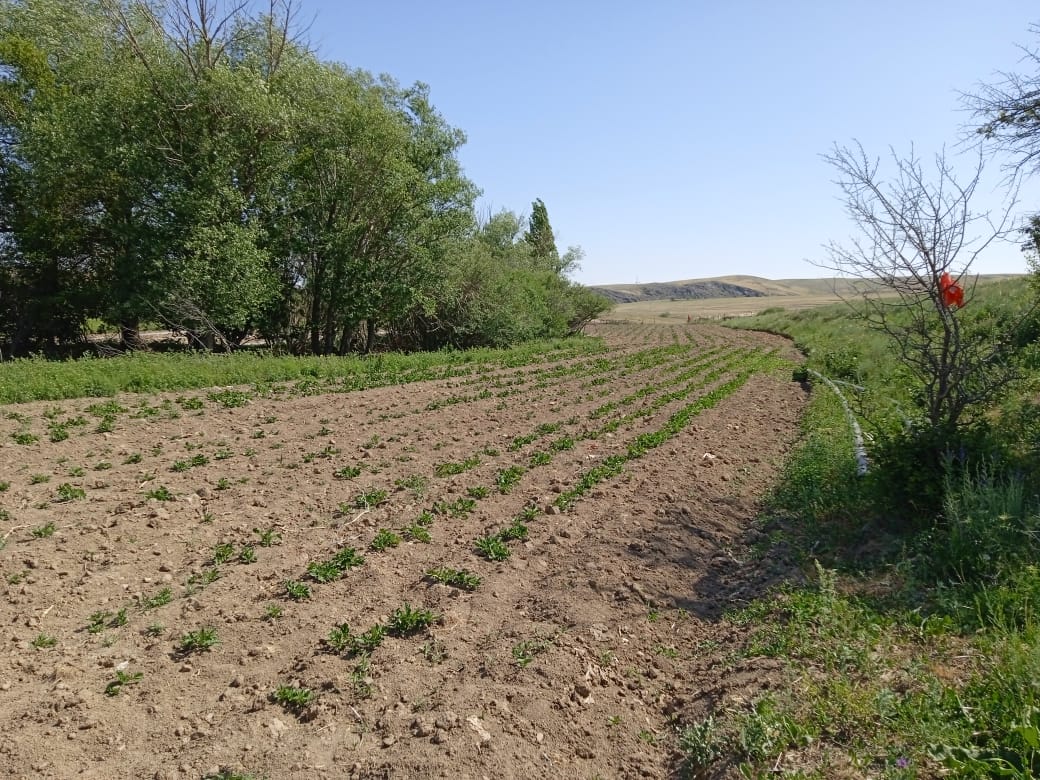 Үй іргесіндегі жерді тиімді пайдаланып, көкөніс дақылдарын егу жұмыстарын жүргізуде