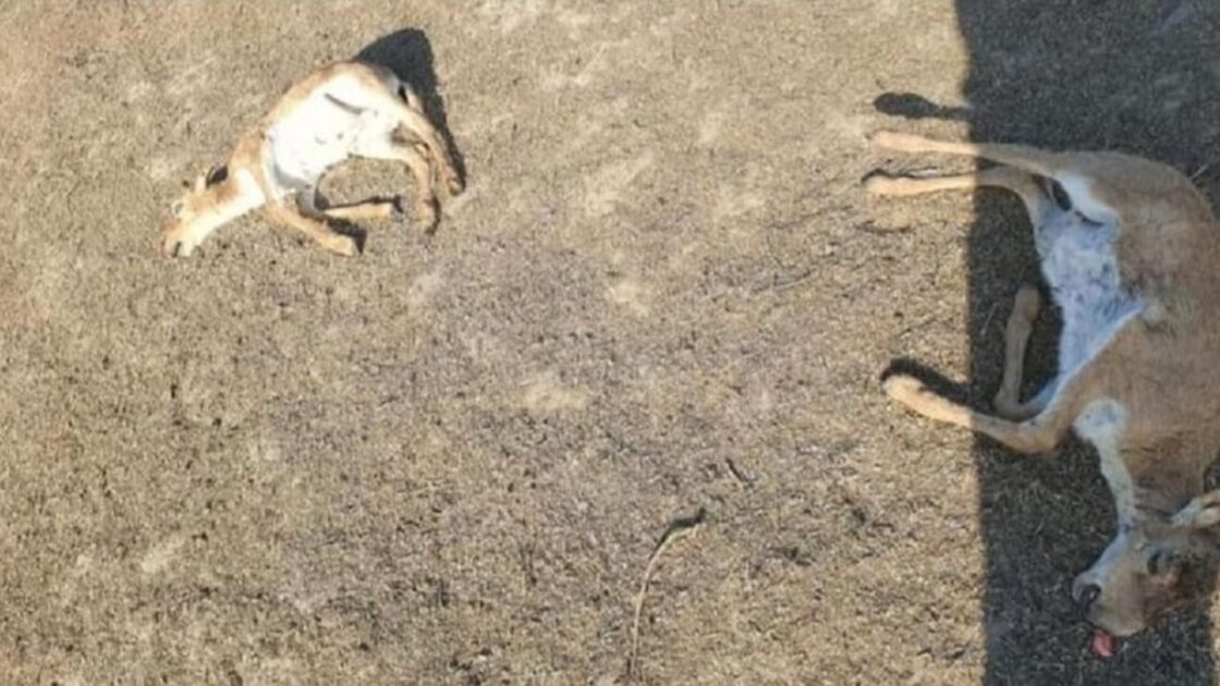 Батыс Қазақстан облысында киіктер өліп жатыр