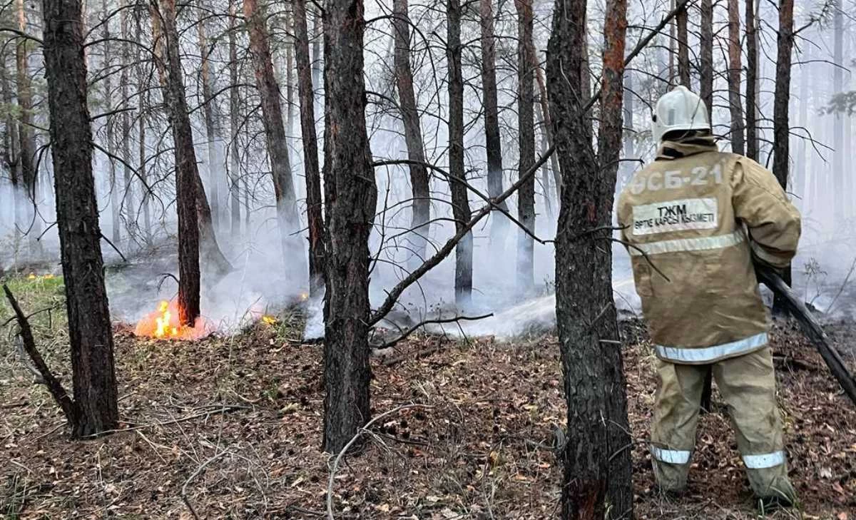 Абай облысындағы өртенген орманды қайта қалпына келтіруге Оңтүстік Корея көмектеседі