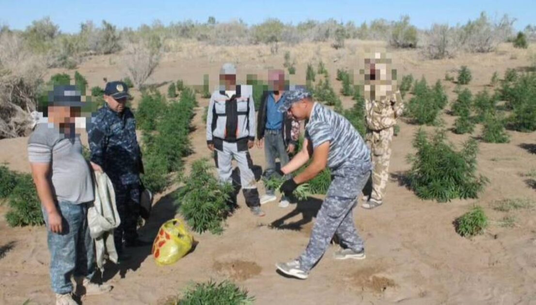 Қызылорда облысында ірі есірткі алқабы анықталды