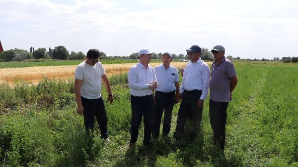 САРЫСУЛЫҚТАР ЕГІНГЕ ОРАҚ САЛДЫ