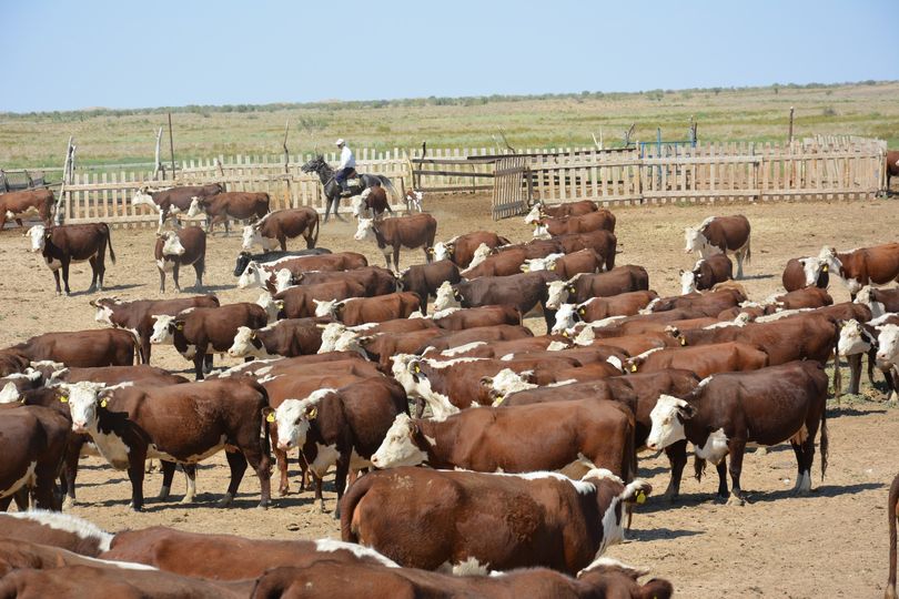 МАЛ ШАРУАШЫЛЫҒЫНДА 103,0 МЛРД. ТЕҢГЕНІҢ ӨНІМІ ӨНДІРІЛДІ