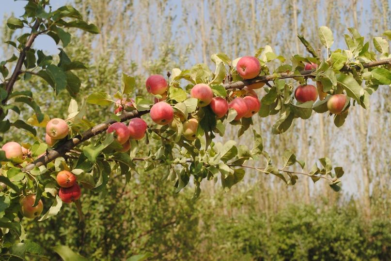 «АЛМАЛЫ» – АЛМАЛЫ БАҚ»