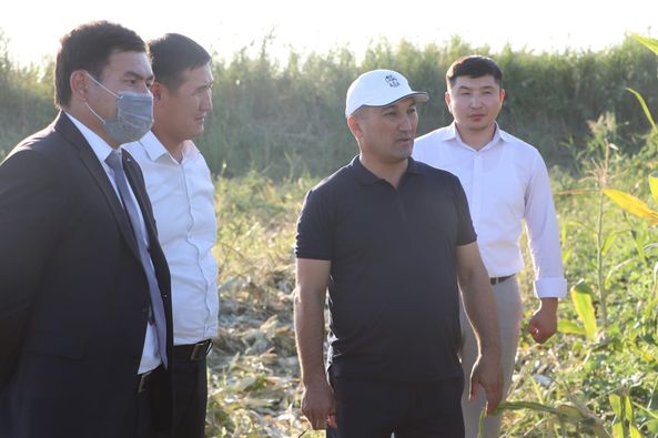 Аудан әкімі Игіліктегі жүгері алқабын аралады